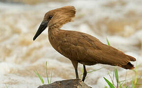 Hamerkop