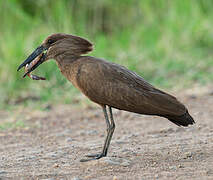 Hamerkop