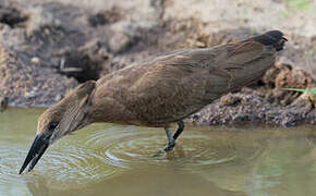 Hamerkop