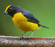 Orange-bellied Euphonia