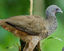 Colombian Chachalaca