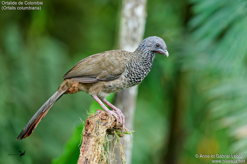 Ortalide de Colombieadulte, identification