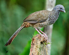 Colombian Chachalaca