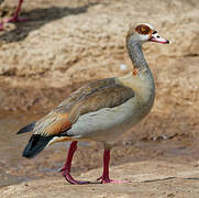 Egyptian Goose