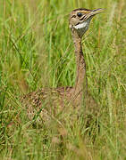 Black-bellied Bustard