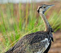 Black-bellied Bustard