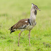 Kori Bustard