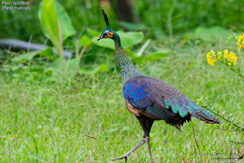 Green Peafowl female adult