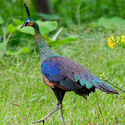 Green Peafowl