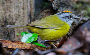 Russet-crowned Warbler