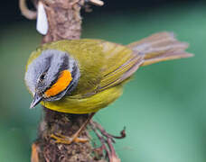 Russet-crowned Warbler