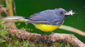 Slate-throated Whitestart