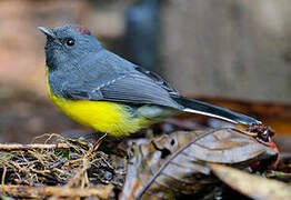 Slate-throated Whitestart