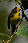 Golden-fronted Whitestart