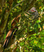 Cauca Guan