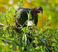 Cauca Guan