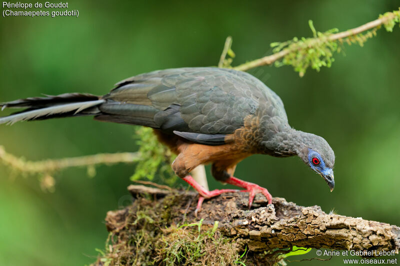 Sickle-winged Guan