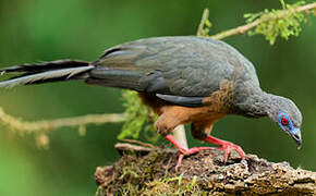 Sickle-winged Guan