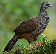 Andean Guan