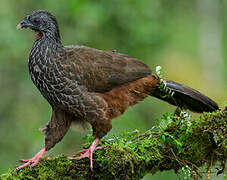 Andean Guan