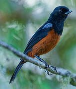 Chestnut-bellied Flowerpiercer