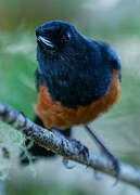 Chestnut-bellied Flowerpiercer