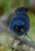 Masked Flowerpiercer