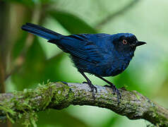 Masked Flowerpiercer