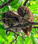 Tropical Screech Owl