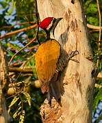 Common Flameback