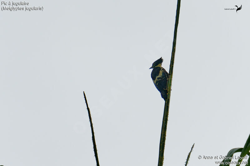 Black-and-buff Woodpecker