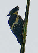 Black-and-buff Woodpecker