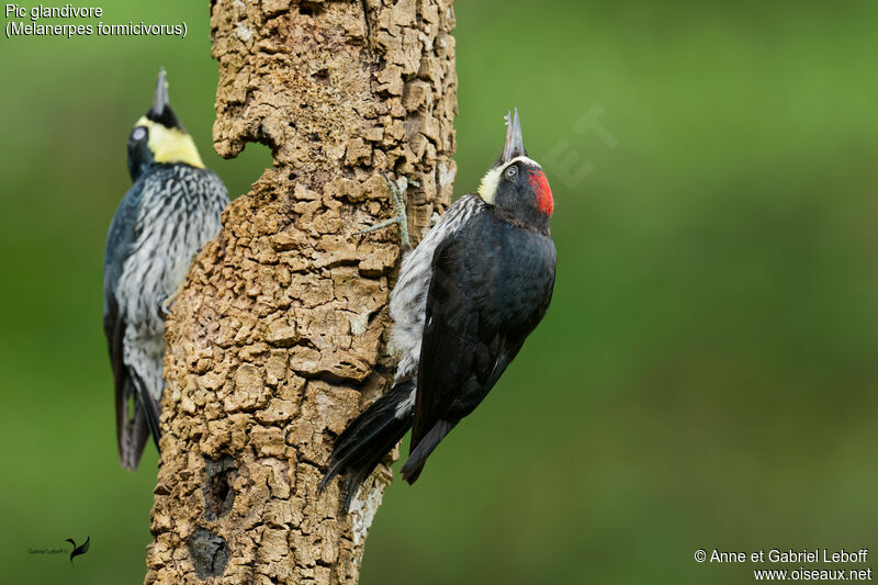 Acorn Woodpeckeradult