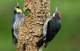 Acorn Woodpecker