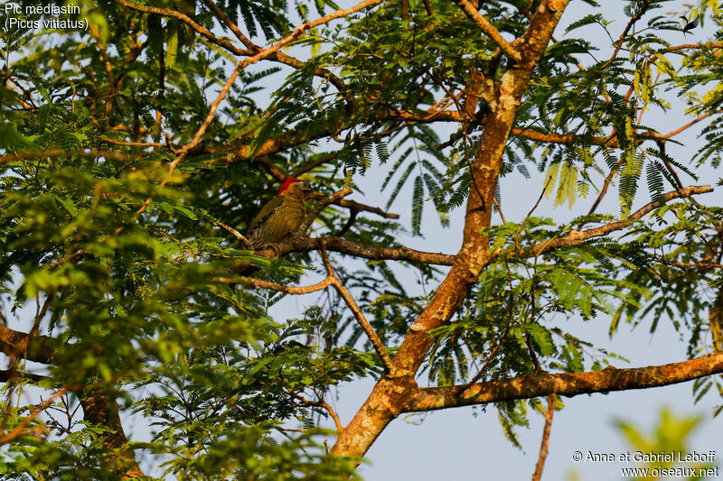 Laced Woodpecker male