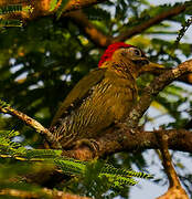 Laced Woodpecker