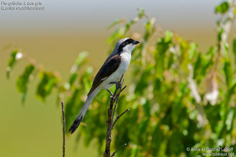 Grey-backed Fiscaladult