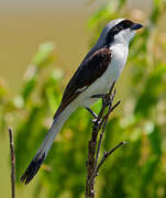 Grey-backed Fiscal