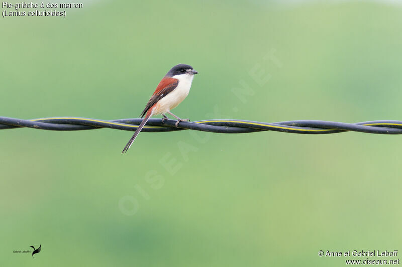 Burmese Shrike