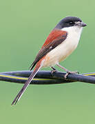 Burmese Shrike