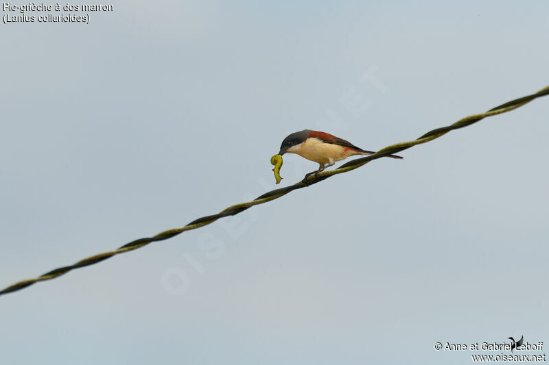 Burmese Shrike, fishing/hunting