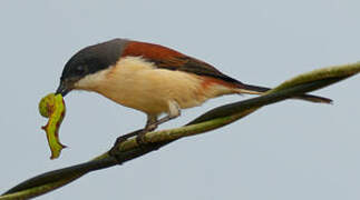 Burmese Shrike