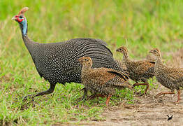 Helmeted Guineafowl