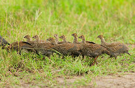 Helmeted Guineafowl