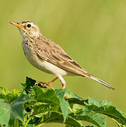 Plain-backed Pipit