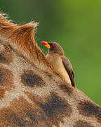 Yellow-billed Oxpecker