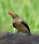 Red-billed Oxpecker