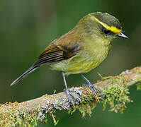 Yellow-bellied Chat-Tyrant