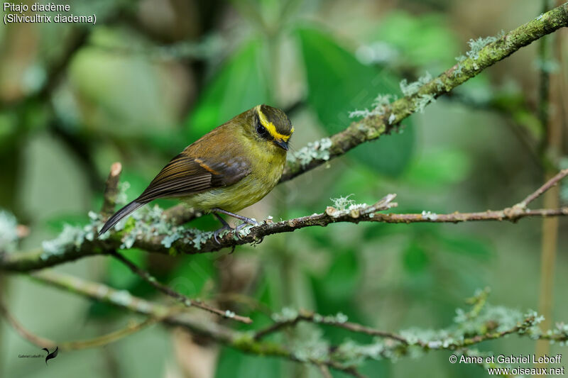 Yellow-bellied Chat-Tyrantadult