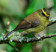 Yellow-bellied Chat-Tyrant